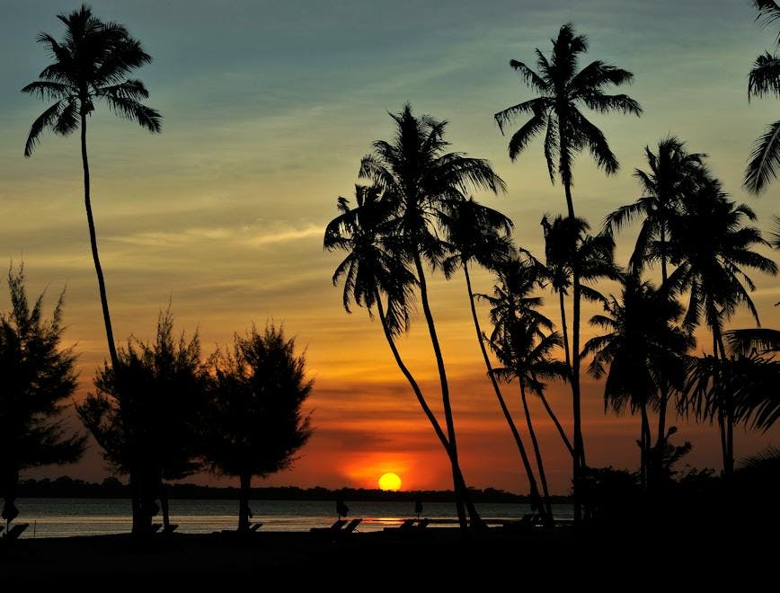 summer nature outdoors sky sunset tropical tree sunlight silhouette palm tree